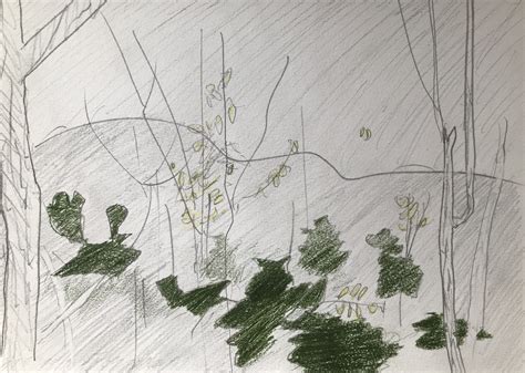 Sphinxmoth: Cedar Swamp