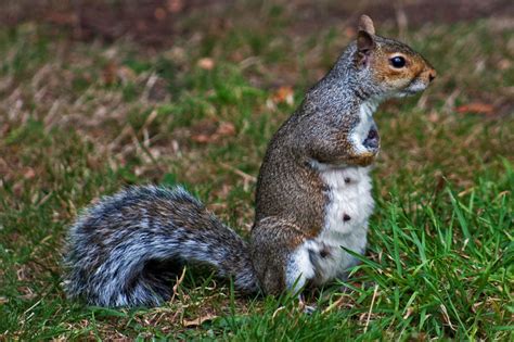 4 MAJOR Signs Of A Pregnant Squirrel | ThePetsTome