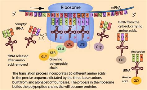 Functional Output Of Dna Protein Synthesis A Level Biology Revision Notes