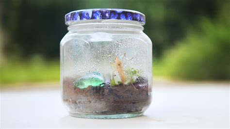 How To Make A Bug Terrarium 12 Steps With Pictures Wikihow