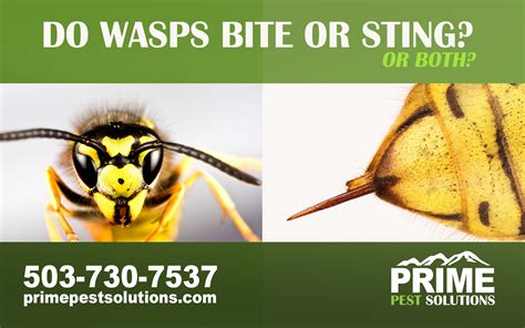 Do Wasps Bite or Sting? Or Both? - Prime Pest Solutions