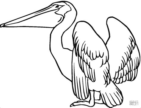 Pelicans Coloring Pages Coloringbay