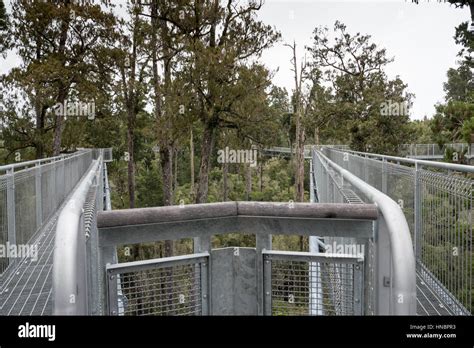 West Coast Treetop Walk Hokitika South Island New Zealand Stock