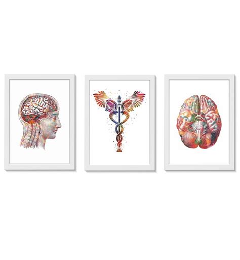 Kit Quadros Decorativos C Rebro Neurologia Medicina Elo