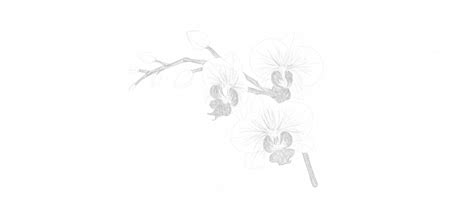 Learn To Draw Flowers Step By Step Drawing Flowers Is Easy With These