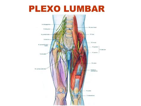 Negro Motivo Contrabando Plexo Lumbosacro Anatomia Reemplazar Colectivo