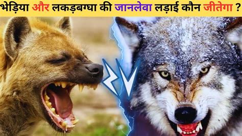 Who Will Win The Deadly Fight Between Wolf And Hyena Mood Facts