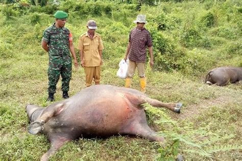 Foto Tiga Ekor Kerbau Mati Mendadak Di Kawasan Gunung Botak