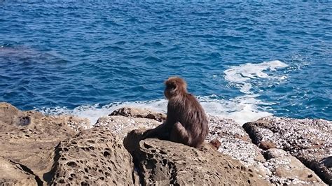 Free Images Sea Coast Rock Ocean Shore Animal Natural The