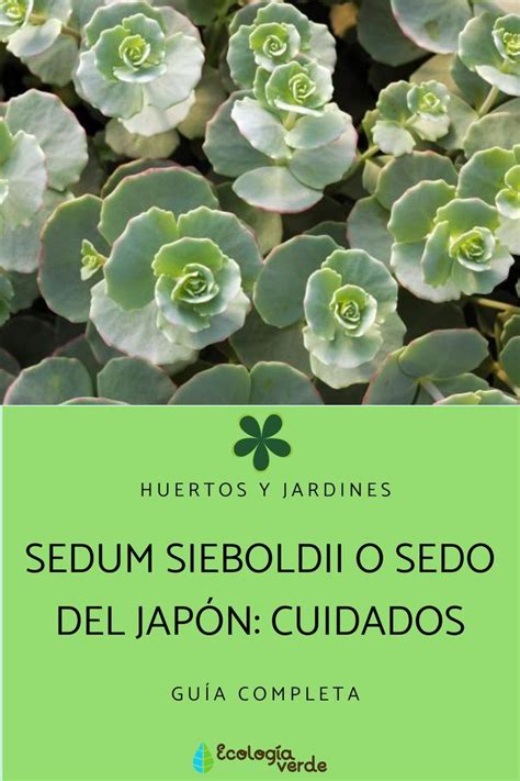 Crassula Perforata Cuidados Artofit