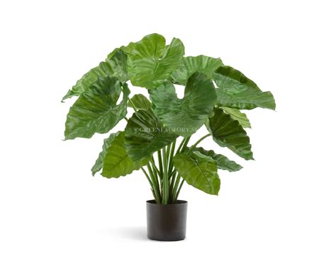 Алоказия Калидора куст – купить в интернет-магазине, цена, заказ online