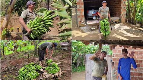 Olha O Tamanho Desse Cacho De Banana Essa Colheita Foi Aben Oada