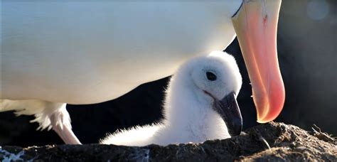 World Albatross Day 2021 Falkland Islands Television