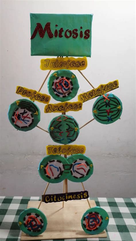 Maquetas Mitosis Y Citocinesis Science Notes Science Lessons Teaching