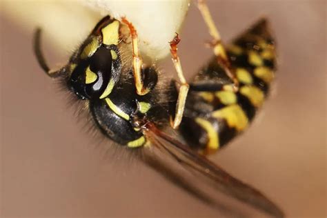 Does Dish Soap Kill Wasps A Diy Guide