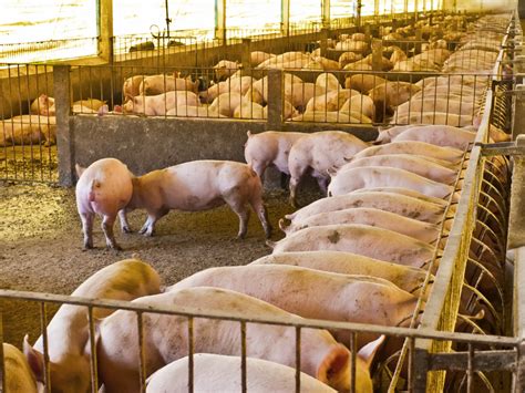 Comment Lancer Une Ferme D L Vage Des Porcs Qui Rapporte Gros