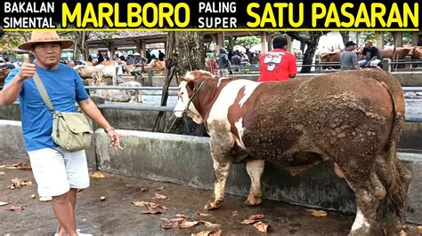 Sapi Idaman Bakalan Simental Marlboro Non Poel Paling Super Pagi Ini