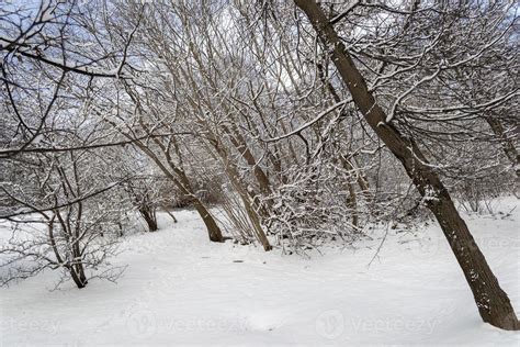 Trees Branches Covered in Snow Background 17404988 Stock Photo at Vecteezy