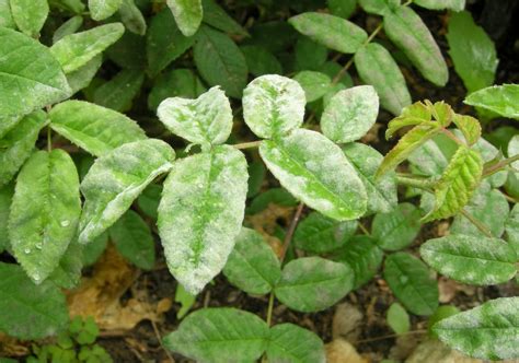 Rose – Powdery Mildew | Greenhouse Horticulture