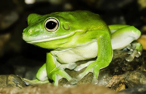 White Lipped Tree Frog Photograph By Mr Bennett Kent