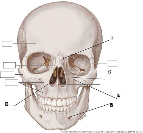 Frontal Bones Diagram Quizlet