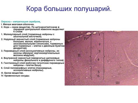 Морфология органов центральной нервной системы. Кора больших полушарий ...
