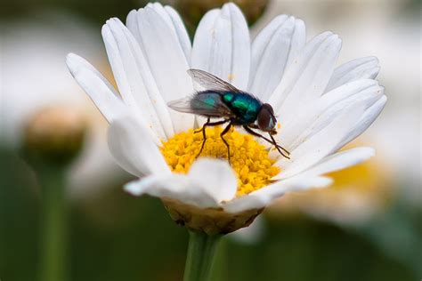 Kostenlose foto Natur blühen Pflanze Fotografie Wiese Blume