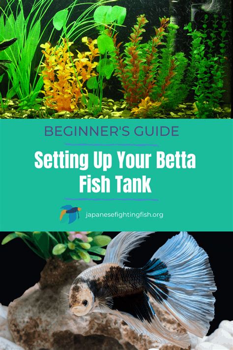 How To Set Up A Betta Fish Tank Starter Guide