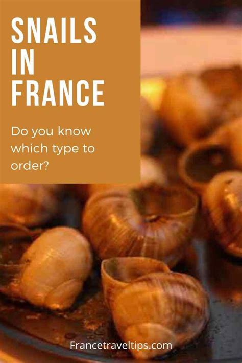 How Do You Say Snail In French