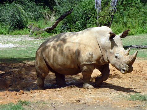 stock photo  rhino freeimageslive
