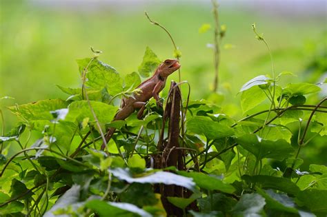 Gecko Lizard Habitat Nocturnal - Free photo on Pixabay - Pixabay