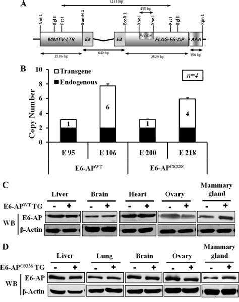 Figure 1 From Isoform Specific Degradation Of PR B By E6 AP Is Critical