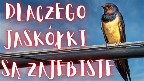 Dlaczego jaskółki są zajebiste YouTube