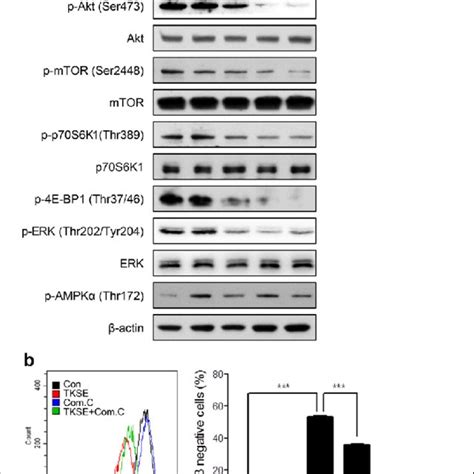 Effects Of TKSE On Akt ERK And AMPK Signaling In HT 29 Cells A HT 29