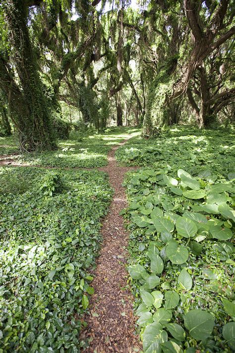 Lush Rainforest Path Photograph By Jenna Szerlag Fine Art America