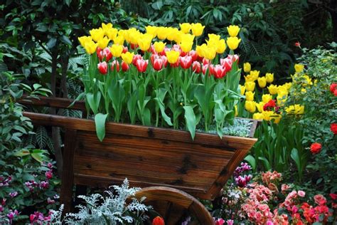 27 Wheelbarrow Planter Ideas Garden Outline