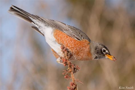 American Robin Eating Last Of Sumac Fruits Finding Hope In Spring Essex