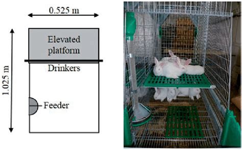 Design and photo of the large cage. | Download Scientific Diagram