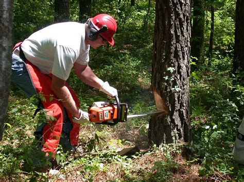 Hd Wallpaper Man Cutting Tree Using Red And Black Chainsaw Forest