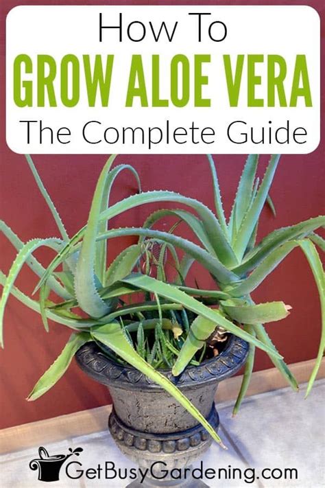 Aloe Vera Plant Care How To Grow Care For Your Aloe Plants Aloe