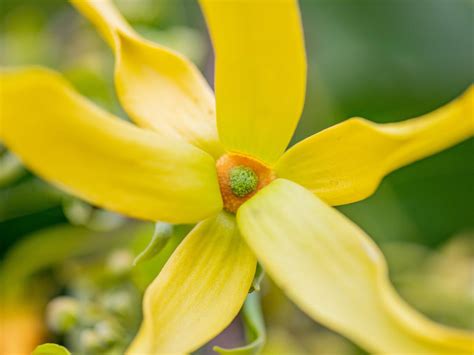 Ylang Ylang Au Jardin DImany Mayotte Tourisme