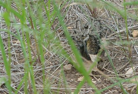 Mating Burrowing Wolf Spiders What S That Bug