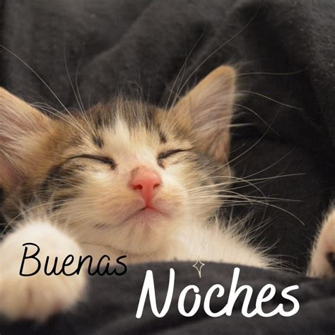 Buenas Noches Gatos Fotos De Gatitos Tiernos Para Whatsapp