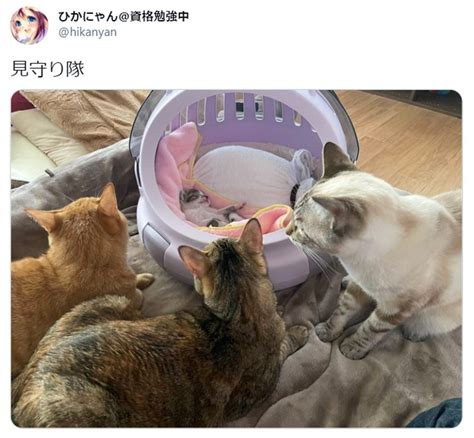 赤ちゃん猫を囲む“見守り隊”の写真が癒やし度満点 「尊い」「もふりたい」と話題に 連載jp