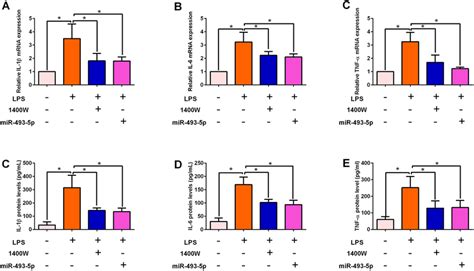 Inhibition Of Nos And Mir P Overexpression Attenuated Lps Induced