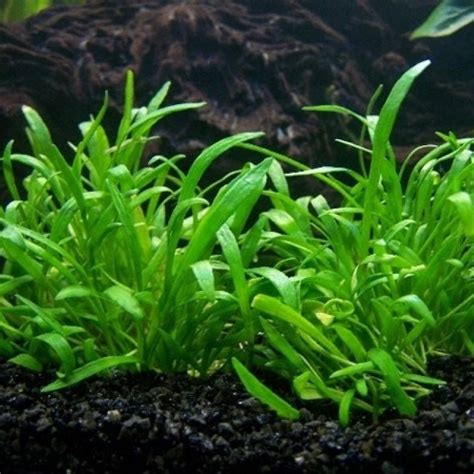 Лилеопсис бразильский