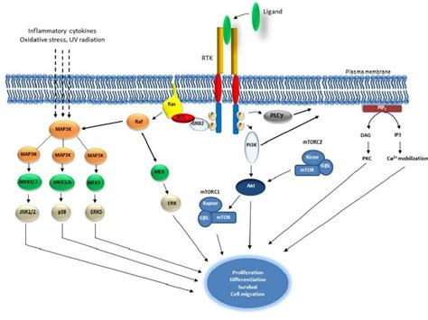 Receptor Tyrosine Kinase - Creative Diagnostics