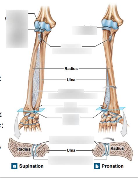 Elbow Joint 2 Diagram Quizlet