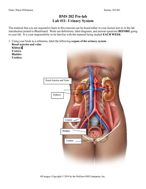 Pre Lab For Lab 11 Urinary System Name Macie Williamson Section 202 Bms 202 Pre Lab Lab