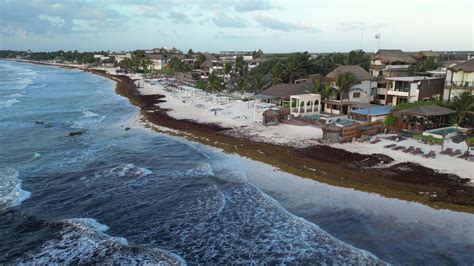 Caribbean Beaches Covered in Sargassum Seaweed Aerial View 23442699 ...